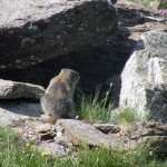 marmotta