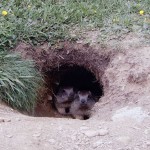 marmotte-curiose