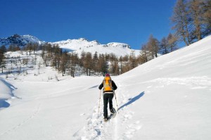 verso il bosco