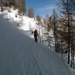 traverso nel bosco