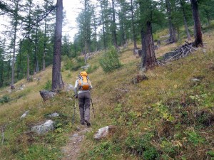 sentiero nel bosco