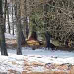 camosci nel bosco