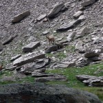 camosci nel vallone superiore