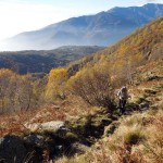 fuori dal bosco