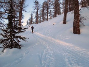 parte alta del bosco