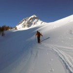 fuori dal bosco e testa d'arp