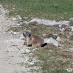 marmotta